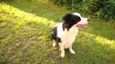 Açık havada gülümseyen köpek yavrusu sınır köpeği Collie 'nin çimlerin üzerinde zıplayarak oynadığı portresi. Açık havada güneşli bir yaz gününde komik suratlı küçük bir köpek. Hayvan bakımı ve komik hayvan yaşam konsepti