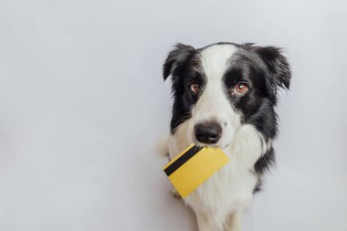 Beyaz arka planda izole edilmiş altın rengi banka kredi kartını elinde tutan şirin köpek yavrusu sınır köpeği çoban köpeği. Köpek yavrusu gözlü komik suratlı küçük köpek internette satış bekliyor. Alışveriş bankacılığı finans kavramı