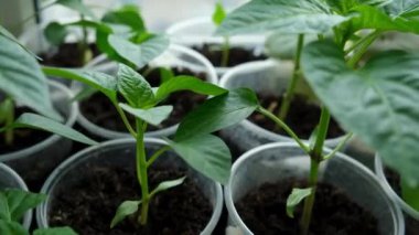 Evde, pencere eşiğindeki saksılarda biber fideleri. Bir sürü küçük yeşil bitki saksılarda yetişiyor. Serada bebek bitkileri ekiliyor. Bahçıvanlık tarım fideleri konsepti. Bahar bahçesi işi.