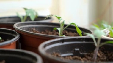 Evdeki pencere pervazında saksıda domates fideleri. Bir sürü küçük yeşil bitki saksılarda yetişiyor. Serada bebek bitkileri ekiliyor. Bahçıvanlık, çiftçilik, tarım fideleri. Bahar bahçesi işi.
