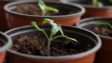 Evdeki pencere pervazında saksıda domates fideleri. Bir sürü küçük yeşil bitki saksılarda yetişiyor. Serada bebek bitkileri ekiliyor. Bahçıvanlık, çiftçilik, tarım fideleri. Bahar bahçesi işi.
