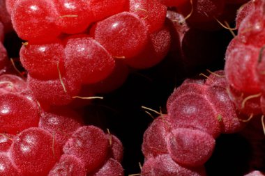 Ahududu bitkisinin endüstriyel yetiştirilmesi. Olgun kırmızı meyveli ahududu makrosu çok yakından. Ahududu arkaplanı. Çiftlikte böğürtlen yetiştirmek doğaldır. Çevresel sağlıklı organik gıda konsepti