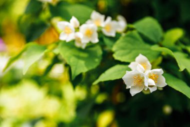 Baharda güzel yasemin çiçekleri açar. Yasemin çalılarının çiçek açtığı bir arka plan. İlham verici doğal bahar çiçekleri çiçek açan bahçe ya da park. Çiçek sanat tasarımı. Aromaterapi kavramı