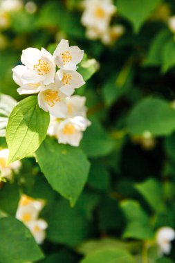 Baharda güzel yasemin çiçekleri açar. Yasemin çalılarının çiçek açtığı bir arka plan. İlham verici doğal bahar çiçekleri çiçek açan bahçe ya da park. Çiçek sanat tasarımı. Aromaterapi kavramı