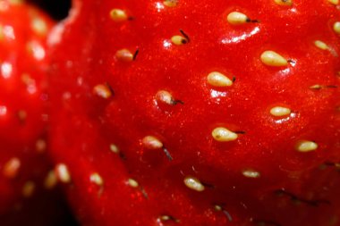 Çilek bitkisinin endüstriyel yetiştirilmesi. Olgun kırmızı meyveli, çilekli, makro yakından. Çilek arkaplanı. Çiftlikte böğürtlen yetiştirmek doğaldır. Çevresel sağlıklı organik gıda konsepti