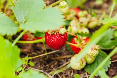 Çilek bitkisinin endüstriyel yetiştirilmesi. Yazlık bahçe yatağında olgun kırmızı meyveli çilek. Çiftlikte böğürtlen yetiştirmek doğaldır. Çevresel sağlıklı organik gıda bahçıvanlığı kavramı