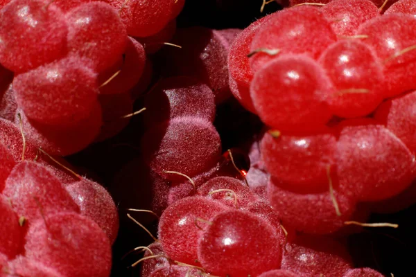 Ahududu bitkisinin endüstriyel yetiştirilmesi. Olgun kırmızı meyveli ahududu makrosu çok yakından. Ahududu arkaplanı. Çiftlikte böğürtlen yetiştirmek doğaldır. Çevresel sağlıklı organik gıda konsepti