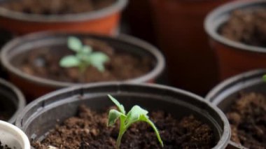 Evdeki pencere pervazında saksıda domates fideleri. Bir sürü küçük yeşil bitki saksılarda yetişiyor. Serada bebek bitkileri ekiliyor. Bahçıvanlık, çiftçilik, tarım fideleri. Bahar bahçesi işi.