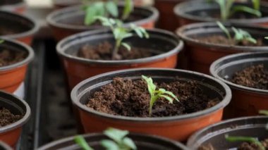 Evdeki pencere pervazında saksıda domates fideleri. Bir sürü küçük yeşil bitki saksılarda yetişiyor. Serada bebek bitkileri ekiliyor. Bahçıvanlık, çiftçilik, tarım fideleri. Bahar bahçesi işi.
