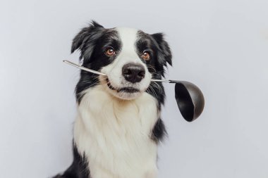 Beyaz arka planda izole edilmiş mutfak kaşığı kepçesi tutan komik köpek yavrusu sınır köpeği çoban köpeği. Şef köpek yemeği pişiriyor. Ev yapımı yemekler, restoran menüsü konsepti. Yemek pişirme süreci