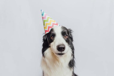 Doğum günü partisi konseptin kutlu olsun. Beyaz arka planda izole edilmiş doğum günü şapkası takan komik köpek yavrusu sınır köpeği çoban köpeği. Doğum gününde evcil köpek