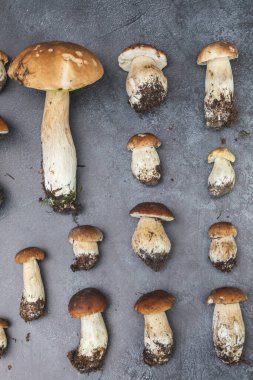 Sonbahar sonbahar kompozisyonu. Yenebilir çiğ mantarlar Penny Bun koyu siyah taştan bir arka planda. Gri masada ağlar. Lezzetli organik mantar gurmesi pişirmek. Düz üst görünüm