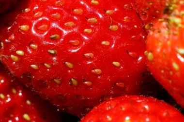 Çilek bitkisinin endüstriyel yetiştirilmesi. Olgun kırmızı meyveli, çilekli, makro yakından. Çilek arkaplanı. Çiftlikte böğürtlen yetiştirmek doğaldır. Çevresel sağlıklı organik gıda konsepti