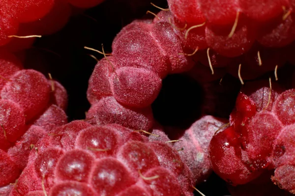 Ahududu bitkisinin endüstriyel yetiştirilmesi. Olgun kırmızı meyveli ahududu makrosu çok yakından. Ahududu arkaplanı. Çiftlikte böğürtlen yetiştirmek doğaldır. Çevresel sağlıklı organik gıda konsepti