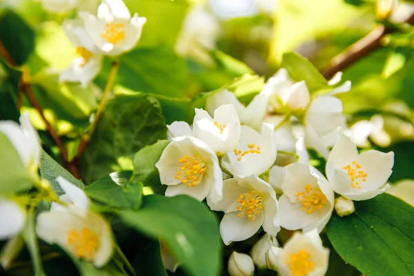 Baharda güzel yasemin çiçekleri açar. Yasemin çalılarının çiçek açtığı bir arka plan. İlham verici doğal bahar çiçekleri çiçek açan bahçe ya da park. Çiçek sanat tasarımı. Aromaterapi kavramı