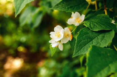 Baharda güzel yasemin çiçekleri açar. Yasemin çalılarının çiçek açtığı bir arka plan. İlham verici doğal bahar çiçekleri çiçek açan bahçe ya da park. Çiçek sanat tasarımı. Aromaterapi kavramı