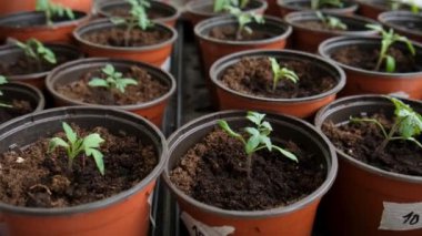 Evdeki pencere pervazında saksıda domates fideleri. Bir sürü küçük yeşil bitki saksılarda yetişiyor. Serada bebek bitkileri ekiliyor. Bahçıvanlık, çiftçilik, tarım fideleri. Bahar bahçesi işi.