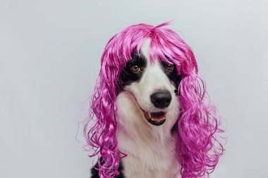 Pet dog border collie wearing colorful curly lilac wig isolated on white background. Funny puppy in pink wig in carnival or halloween party. Emotional pet muzzle. Grooming barber hairdresser concept
