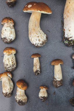 Sonbahar sonbahar kompozisyonu. Yenebilir çiğ mantarlar Penny Bun koyu siyah taştan bir arka planda. Gri masada ağlar. Lezzetli organik mantar gurmesi pişirmek. Düz üst görünüm