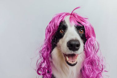 Pet dog border collie wearing colorful curly lilac wig isolated on white background. Funny puppy in pink wig in carnival or halloween party. Emotional pet muzzle. Grooming barber hairdresser concept