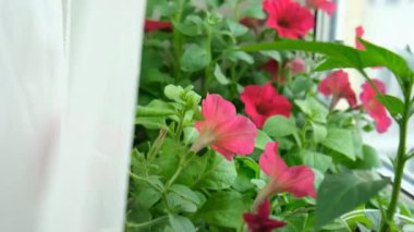 Çiçekler, evdeki pencere eşiğinde saksılarda petunya fideleri. Saksıda yetişen kırmızı çiçekli bir sürü küçük yeşil bitki. Serada bebek bitkileri ekiliyor. Bahçe tohumları konsepti. Bahar bahçesi işi.