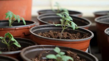 Evdeki pencere pervazında saksıda domates fideleri. Bir sürü küçük yeşil bitki saksılarda yetişiyor. Serada bebek bitkileri ekiliyor. Bahçıvanlık, çiftçilik, tarım fideleri. Bahar bahçesi işi.