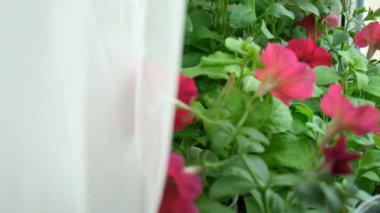 Çiçekler, evdeki pencere eşiğinde saksılarda petunya fideleri. Saksıda yetişen kırmızı çiçekli bir sürü küçük yeşil bitki. Serada bebek bitkileri ekiliyor. Bahçe tohumları konsepti. Bahar bahçesi işi.