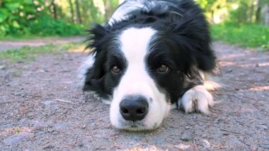 Parktaki arka planda yatan sevimli köpek yavrusu sınır köpeği çoban köpeği. Güneşli bir yaz gününde komik suratlı küçük bir köpek. Hayvan bakımı ve komik hayvan yaşam konsepti