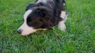 Şirin gülümseyen köpek yavrusu sınır köpeği çoban köpeği çimlerin üzerinde uzanıyor. Güneşli bir yaz gününde komik suratlı küçük bir köpek. Hayvan bakımı ve komik hayvan yaşam konsepti