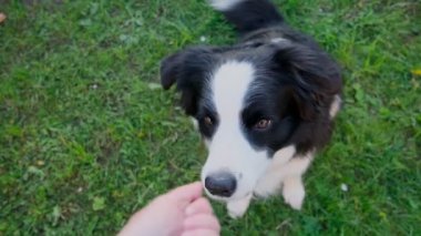 Tanınmayan kişi, akıllı, aç köpek yavrusunu iyi halden ödüllendirmek için elleriyle besliyor. Evcil köpek çoban köpeği eğitimi. Dışarıdaki sevimli, oynak köpeği olan sahibi.