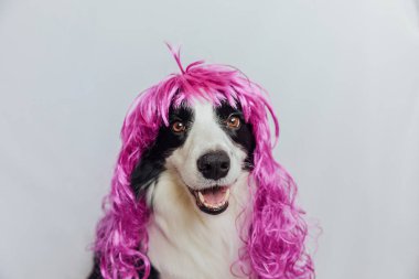 Pet dog border collie wearing colorful curly lilac wig isolated on white background. Funny puppy in pink wig in carnival or halloween party. Emotional pet muzzle. Grooming barber hairdresser concept