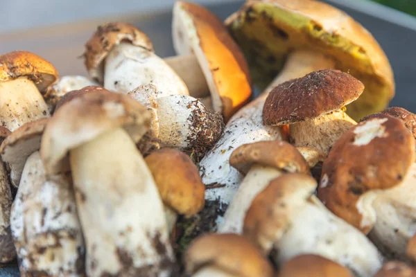 Sonbahar sonbahar kompozisyonu. Yenebilir çiğ mantarlar Penny Bun koyu siyah taştan bir arka planda. Gri masada ağlar. Lezzetli organik mantar gurmesi pişirmek. Düz üst görünüm