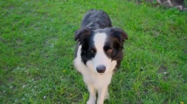 Parkta ödüllendirilmeyi bekleyen sevimli gülümseyen köpek yavrusu Collie atlayışının açık hava portresi. Açık havada güneşli bir yaz gününde komik suratlı küçük bir köpek. Hayvan bakımı ve komik hayvan yaşam konsepti