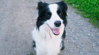 Parktaki arka planda oturan sevimli, gülümseyen köpek yavrusu sınır köpeğinin açık hava portresi. Açık havada güneşli bir yaz gününde komik suratlı küçük bir köpek. Hayvan bakımı ve komik hayvan yaşam konsepti