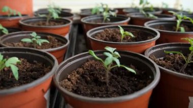 Evdeki pencere pervazında saksıda domates fideleri. Bir sürü küçük yeşil bitki saksılarda yetişiyor. Serada bebek bitkileri ekiliyor. Bahçıvanlık, çiftçilik, tarım fideleri. Bahar bahçesi işi.