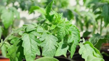 Evdeki pencere pervazında saksıda domates fideleri. Bir sürü küçük yeşil bitki saksılarda yetişiyor. Serada bebek bitkileri ekiliyor. Bahçıvanlık, çiftçilik, tarım fideleri. Bahar bahçesi işi.