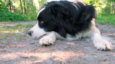 Parktaki arka planda yatan sevimli köpek yavrusu sınır köpeği çoban köpeği. Güneşli bir yaz gününde komik suratlı küçük bir köpek. Hayvan bakımı ve komik hayvan yaşam konsepti