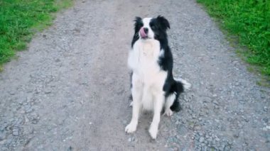 Parkta ödüllendirilmeyi bekleyen sevimli gülümseyen köpek yavrusu Collie atlayışının açık hava portresi. Açık havada güneşli bir yaz gününde komik suratlı küçük bir köpek. Hayvan bakımı ve komik hayvan yaşam konsepti