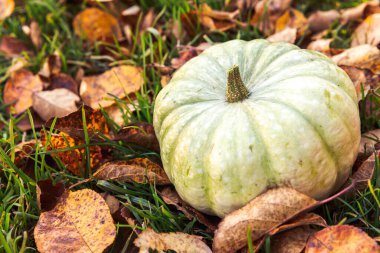 Sonbahar Arkaplanı. Kurumuş sonbahar balkabağı bahçenin arka bahçesini terk eder. Ekim Eylül duvar kâğıdı Mevsimler değişti Olgun organik gıda konsepti Cadılar Bayramı partisi Şükran Günü