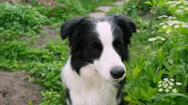 Parktaki arka planda oturan sevimli, gülümseyen köpek yavrusu sınır köpeğinin açık hava portresi. Açık havada güneşli bir yaz gününde komik suratlı küçük bir köpek. Hayvan bakımı ve komik hayvan yaşam konsepti
