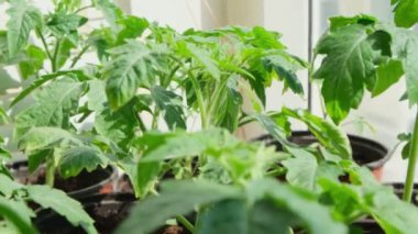 Evdeki pencere pervazında saksıda domates fideleri. Bir sürü küçük yeşil bitki saksılarda yetişiyor. Serada bebek bitkileri ekiliyor. Bahçıvanlık, çiftçilik, tarım fideleri. Bahar bahçesi işi.