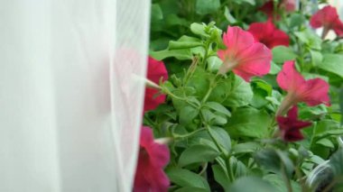 Çiçekler, evdeki pencere eşiğinde saksılarda petunya fideleri. Saksıda yetişen kırmızı çiçekli bir sürü küçük yeşil bitki. Serada bebek bitkileri ekiliyor. Bahçe tohumları konsepti. Bahar bahçesi işi.
