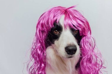 Pet dog border collie wearing colorful curly lilac wig isolated on white background. Funny puppy in pink wig in carnival or halloween party. Emotional pet muzzle. Grooming barber hairdresser concept