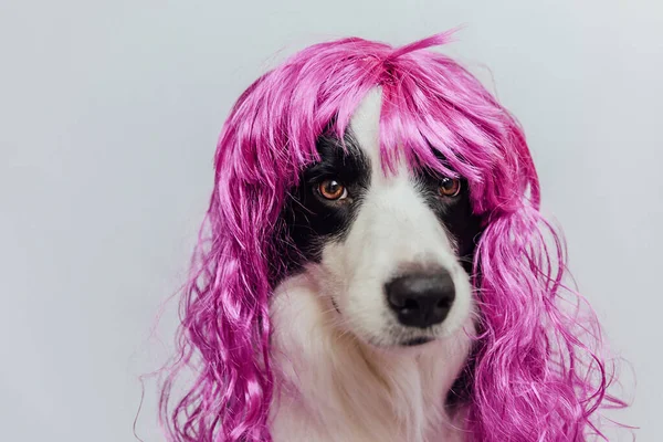 Pet dog border collie wearing colorful curly lilac wig isolated on white background. Funny puppy in pink wig in carnival or halloween party. Emotional pet muzzle. Grooming barber hairdresser concept