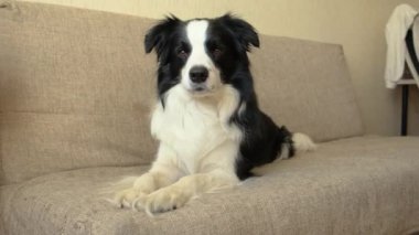 Köpek yavrusu Collie 'nin evde kanepede yatarken komik portresi. Evdeki kanepede dinlenen sevimli bir köpek. Hayvan yaşam konsepti