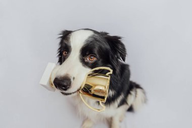 Beyaz arka planda izole edilmiş altın kupa tutan şirin köpek sınır köpeği çoban köpeği. Şampiyon komik köpek. Yarışmanın birinciliği. Kazanma ya da başarı kavramı