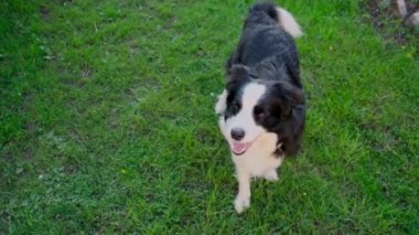 Şirin gülümseyen köpek yavrusu sınır köpeği Collie dışarıda yeşil çimlerde yuvarlanıyor. Açık havada güneşli bir yaz gününde komik suratlı evcil köpek. Hayvan bakımı ve komik hayvan yaşam konsepti