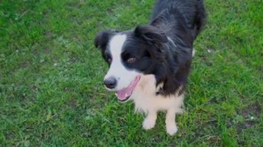Şirin gülümseyen köpek yavrusu sınır köpeği Collie dışarıda yeşil çimlerde yuvarlanıyor. Açık havada güneşli bir yaz gününde komik suratlı evcil köpek. Hayvan bakımı ve komik hayvan yaşam konsepti