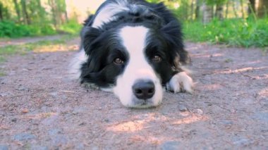 Parktaki arka planda yatan sevimli köpek yavrusu sınır köpeği çoban köpeği. Güneşli bir yaz gününde komik suratlı küçük bir köpek. Hayvan bakımı ve komik hayvan yaşam konsepti