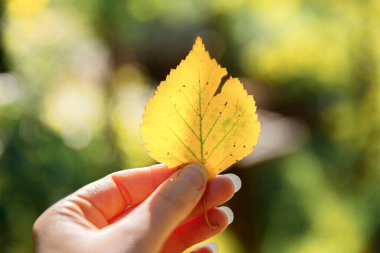 Kapalı doğal sonbahar manzaralı kadın elleri koyu renk parkın arka planında sarı yaprak tutuyor. İlham verici doğa Ekim ya da Eylül duvar kağıdı. Mevsimlerin değişimi konsepti